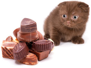 harmful foods for your pets