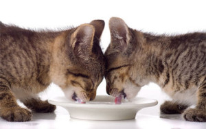 harmful food for the pets