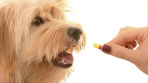 things that can kill your pet