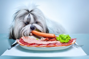 dangerous foods for your pet