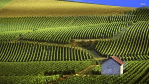 best french wine regions
