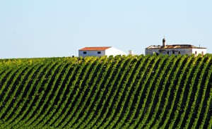 best Portugese wine regions
