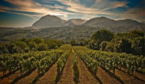 best wine regions in Italy