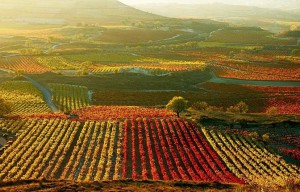 best Spanish wines list