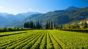 best wine regions in Italy