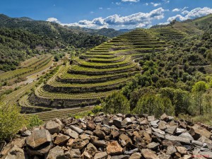 best Spanish wineyards