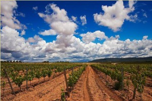 best vineyards in Spain